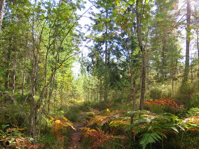 Forest norway outdoors