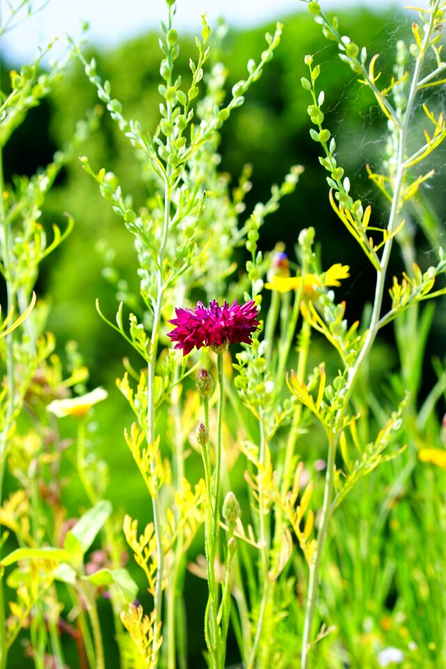 Bloom purple violet