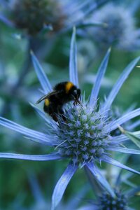 Prickly blue thistle flower photo