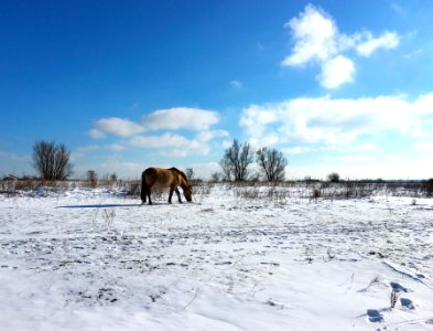 Konik in a frozen floodplain of the Waal near Bemmel