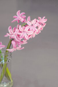 Pink vase glass photo