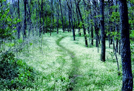 Shenandoah national park virginia usa photo