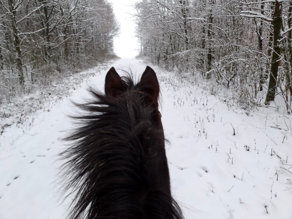 Horse head snow rap