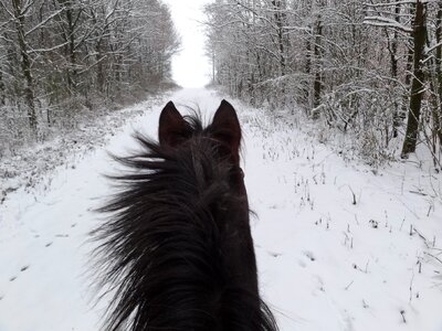 Horse head snow rap