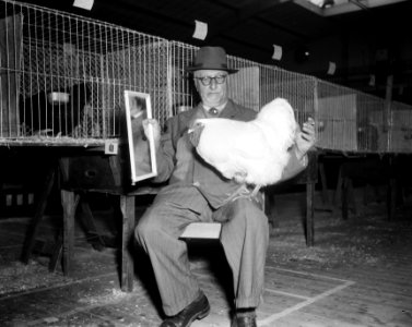 Konijnen en pluimveetentoonstelling RAI. Wijnandotte Haan eerste prijs, Bestanddeelnr 908-2219