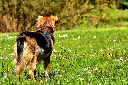 Meadow pet nature photo