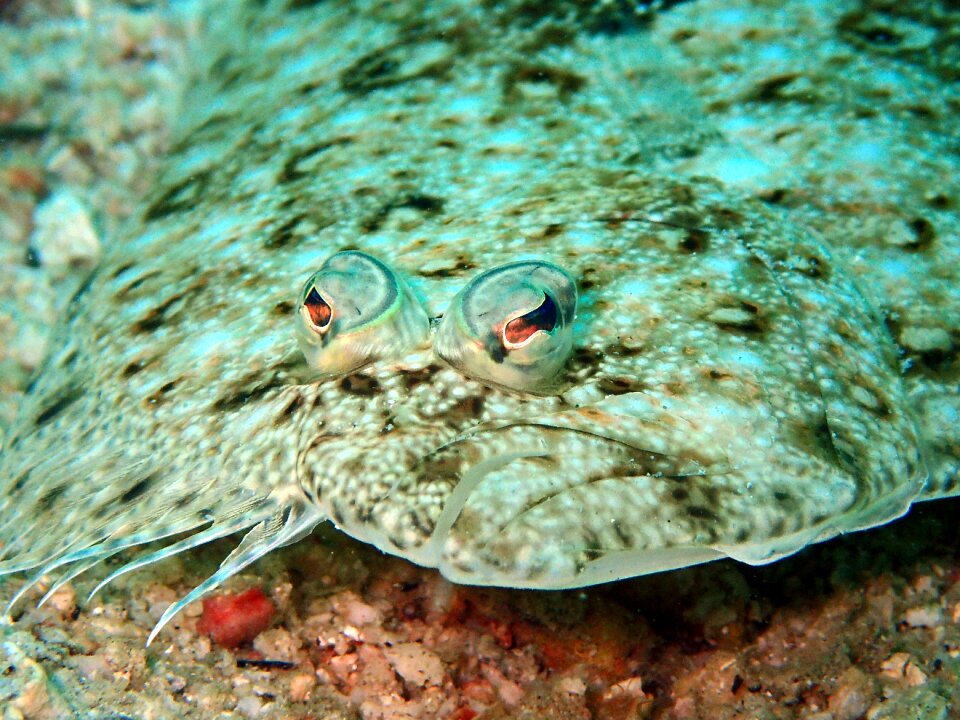 Flounder fish flatfish