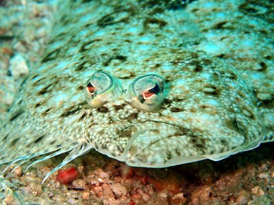 Flounder fish flatfish