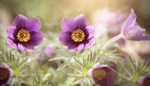 Plant spring flower blossom