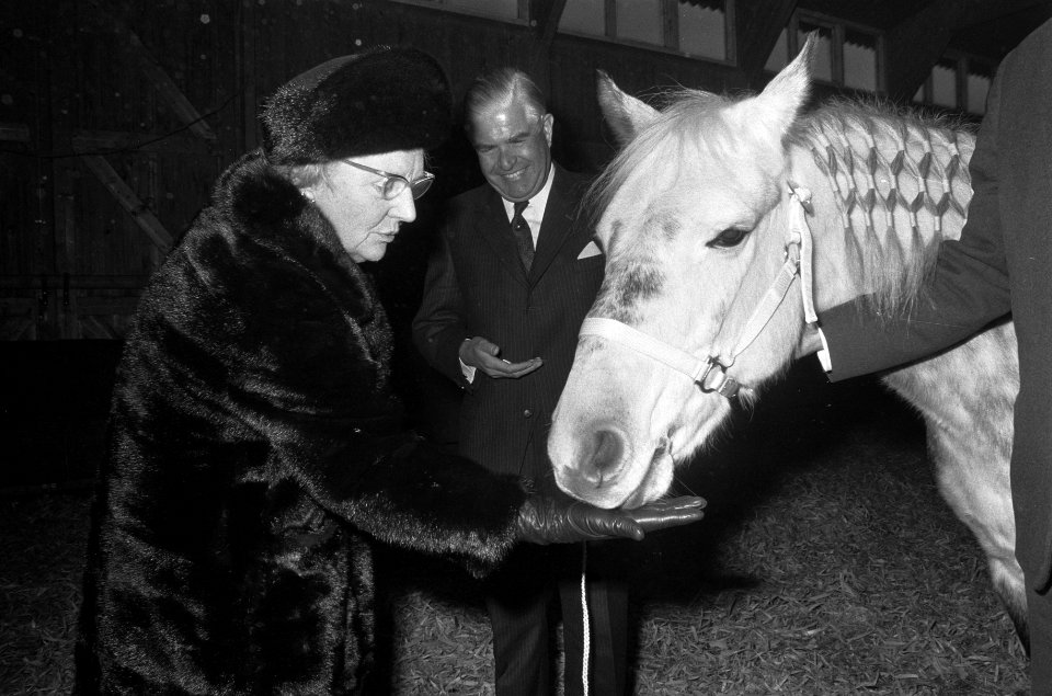 Koningin Juliana geeft een suikerklontje aan een pony bij de Stichting Paardrijd, Bestanddeelnr 926-8310