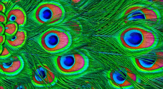Colorful iridescent plumage photo