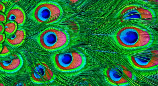 Colorful iridescent plumage