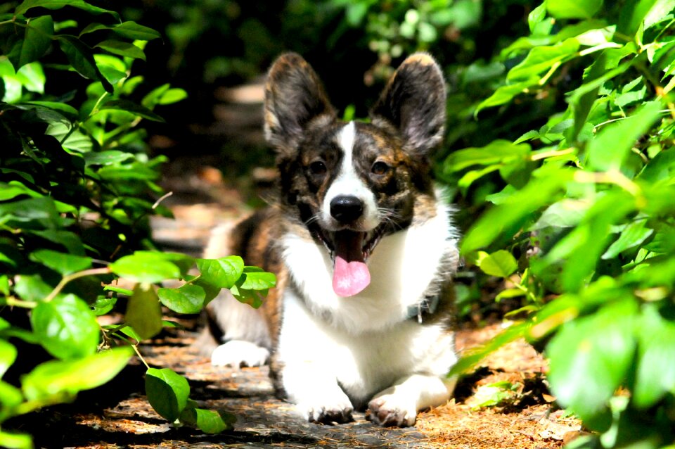 Purebred adorable canine photo