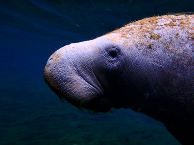 Sea cow mermaid manatee close up photo