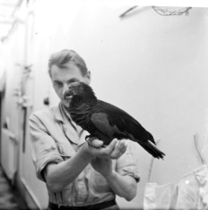 Koning der Loeris zeldzame vogel in Artis uit Nieuw-Guinea, Bestanddeelnr 914-3489