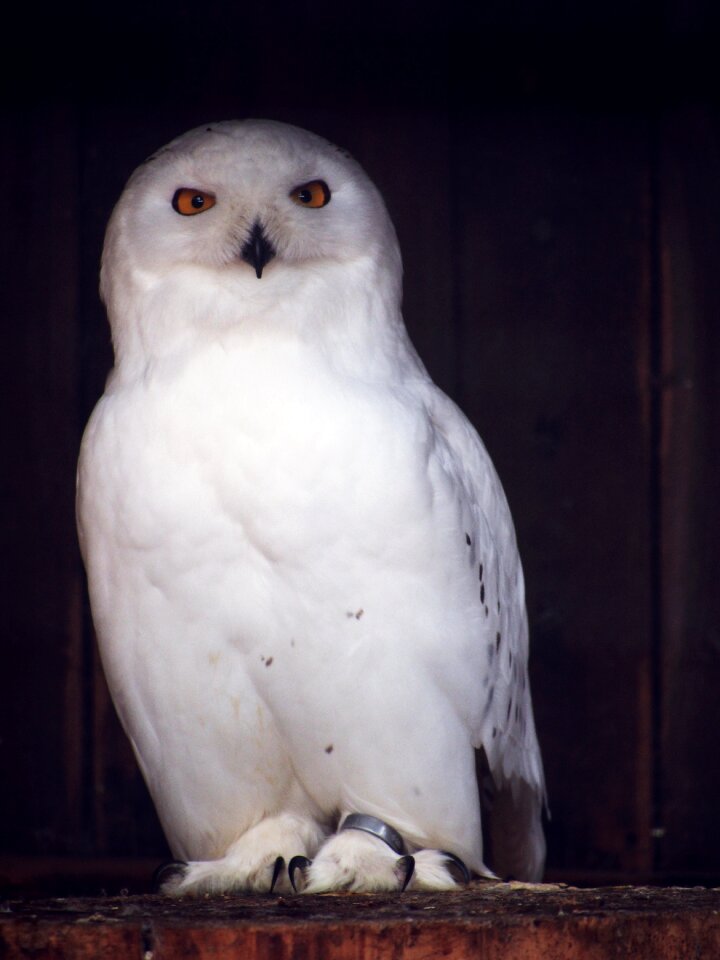 Bird animal enclosure