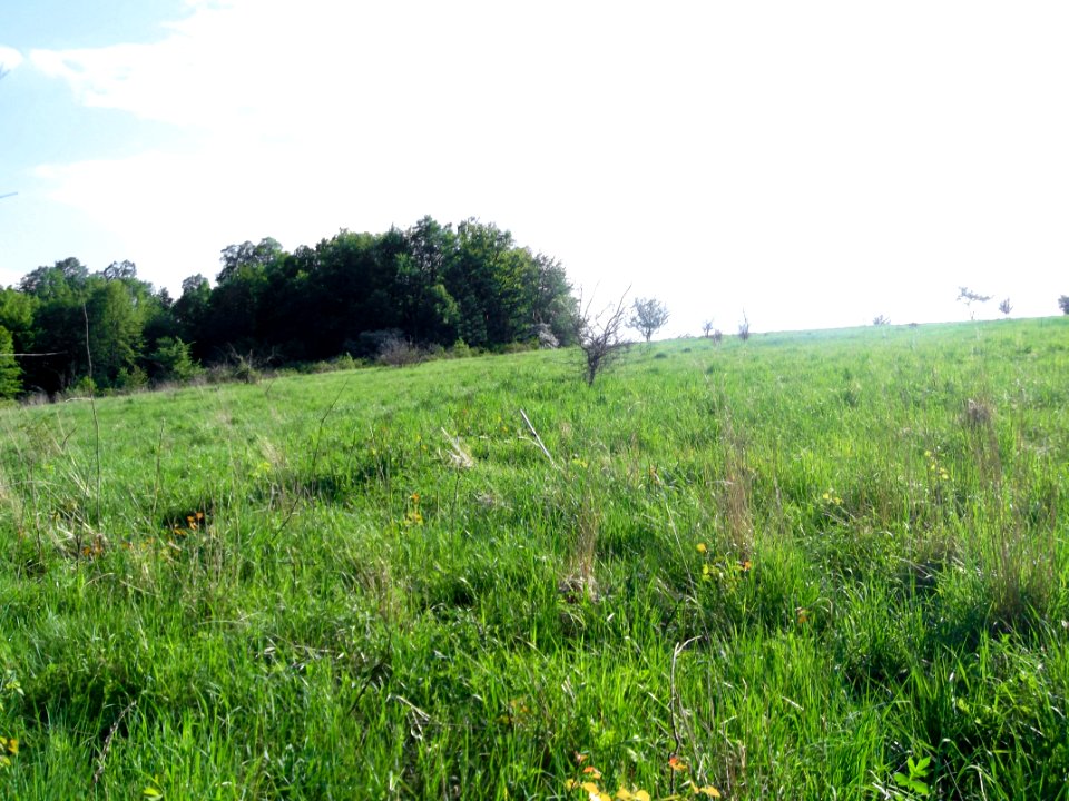 Koło Obserwatora