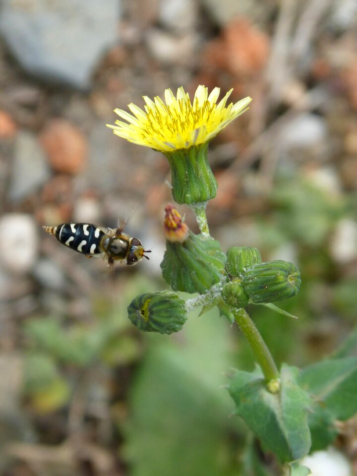 Flight false bee insect