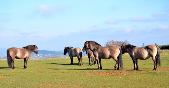 Konik Polski Solutré 26102014 1