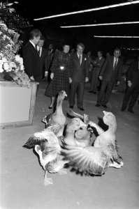Koningin Beatrix bekijkt een toom ganzen, Bestanddeelnr 933-5327