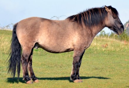Konik Polski Solutré 26102014 4 (cropped)