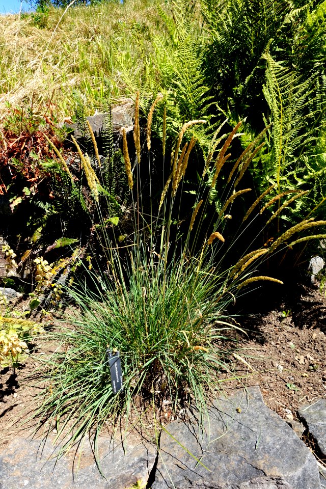 Koeleria macrantha - UBC Botanical Garden - Vancouver, Canada - DSC08301
