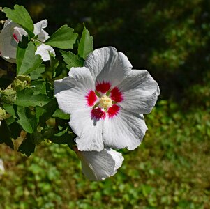 Bloom tree nature