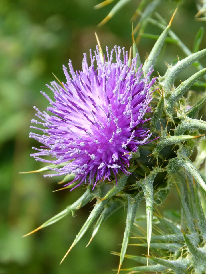 Beauty plant wildlife cotton thistle