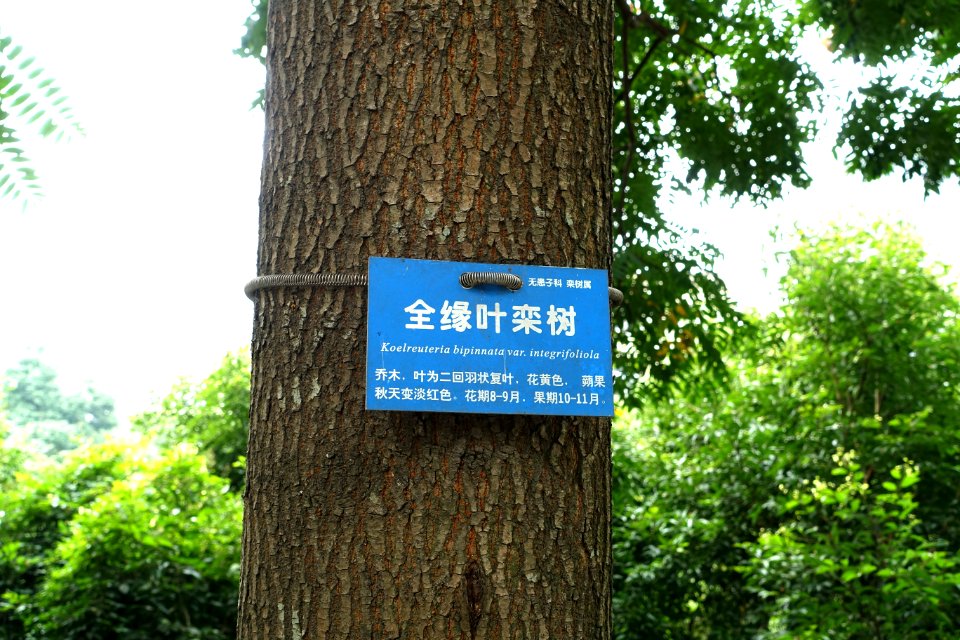 Koelreuteria bipinnata var. integrifolia - Chengdu Botanical Garden - Chengdu, China - DSC03331