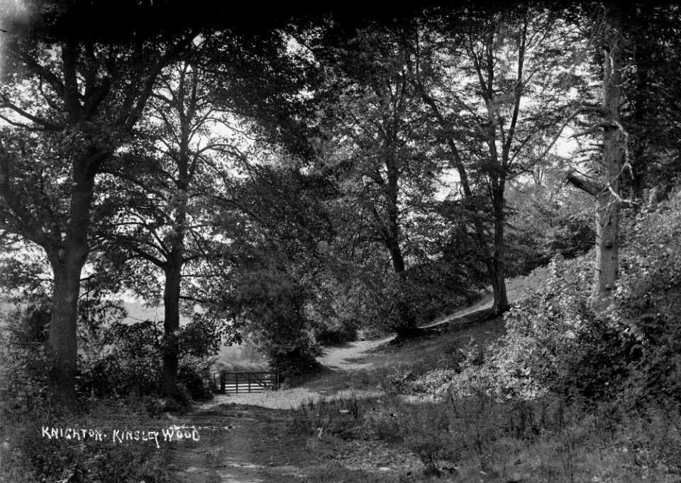 Knighton. Kinsley Wood (1293927)