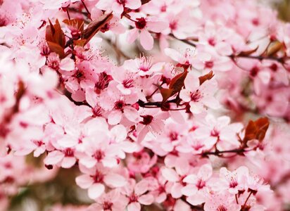 Tree cherry blossom spring photo