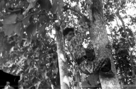 KNIL-militair in camouflageuniform klimt in een boom, Bestanddeelnr 7326
