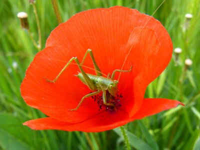 Orthopteron tiny lobster photo