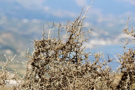 Close up spur bush