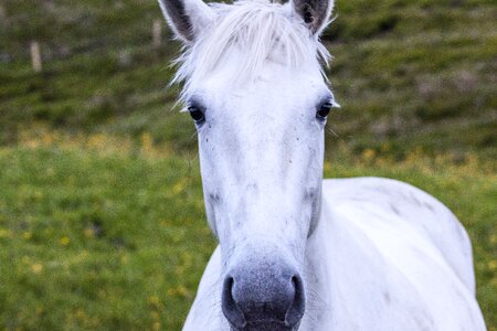 Animal nature horseback