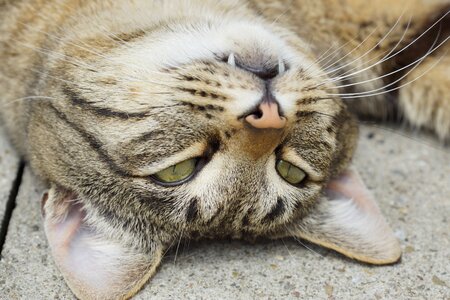 Animal breed cat cat's eyes
