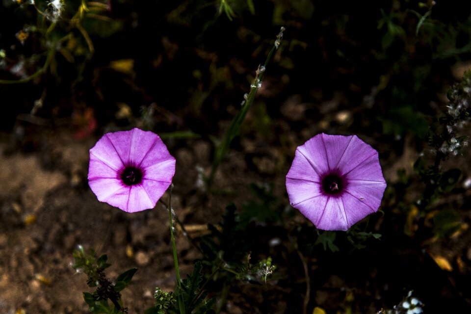 Summer garden flora