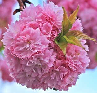 Pink spring branch photo