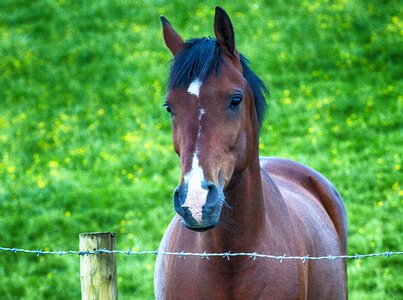 Animal nature horseback