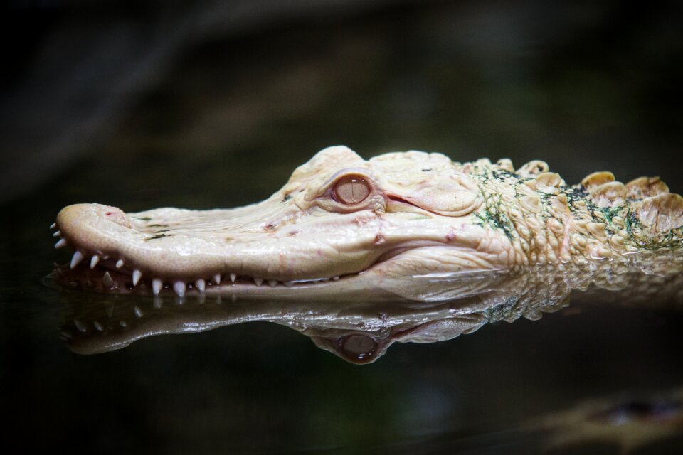 Reptile white animal