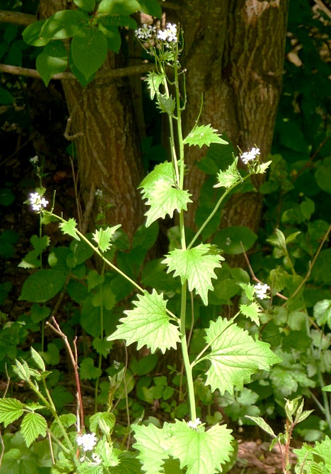 Knoblauchsrauke Kohlbruck