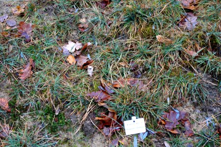 Koeleria glauca - Botanischer Garten, Dresden, Germany - DSC08698
