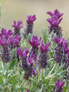 Wild flower aromatic plants medicinal plants