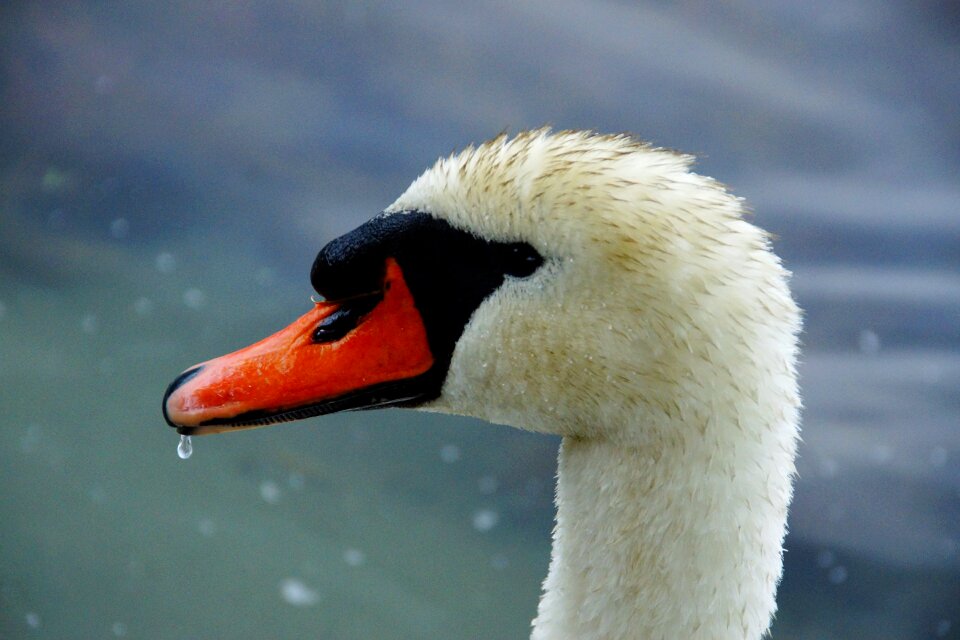 Water bird bird water
