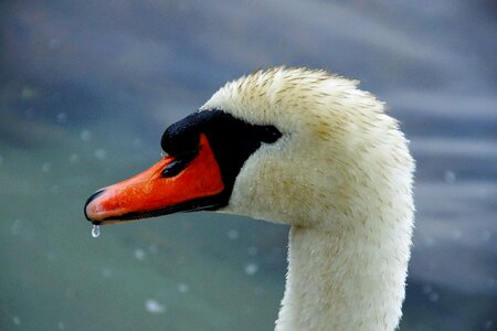 Water bird bird water
