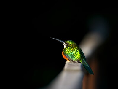Bird fauna green feather photo