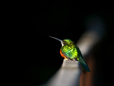 Bird fauna green feather