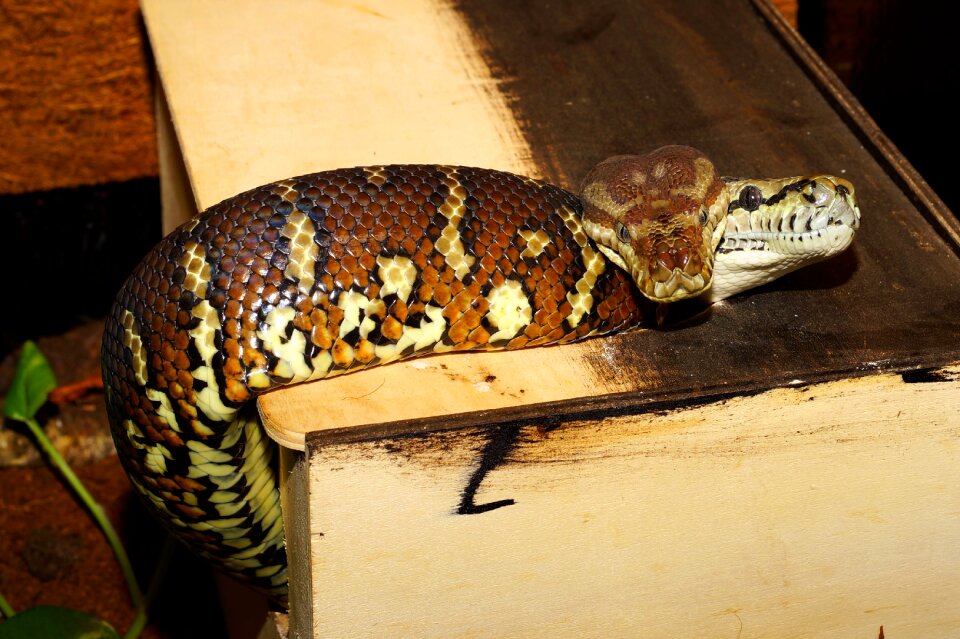 Reptile snake heads tree snakes