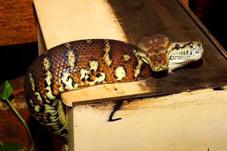 Reptile snake heads tree snakes photo