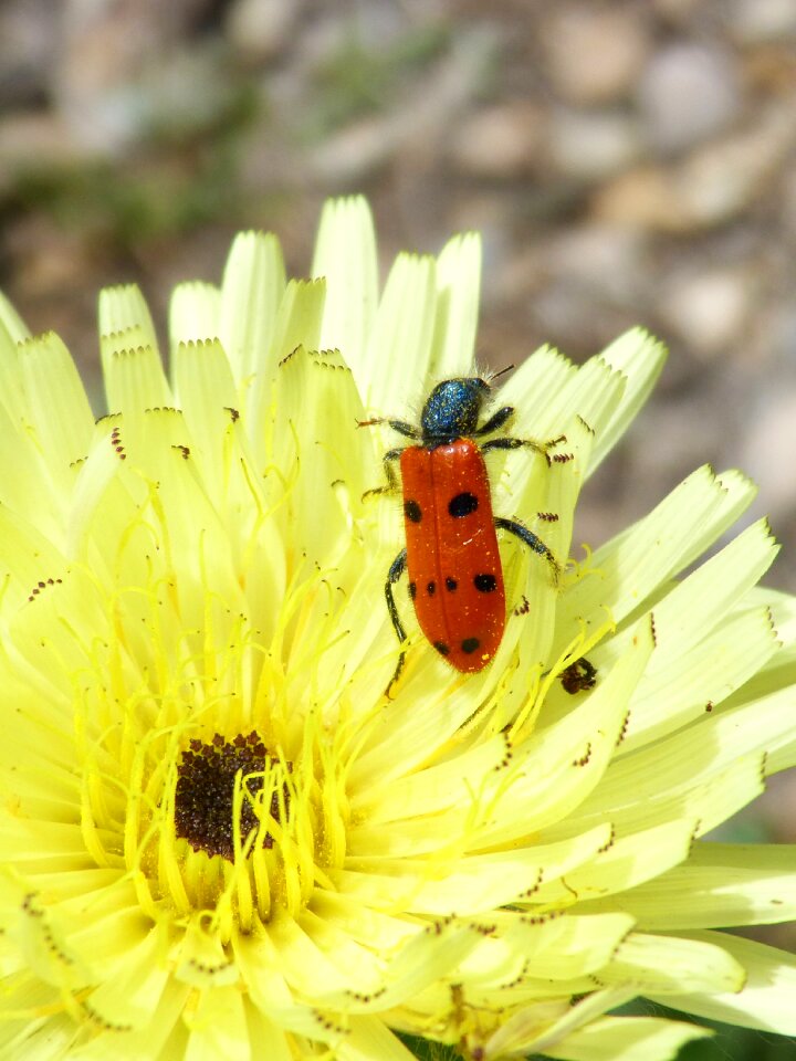 Beetle meloideo yellow flower detail